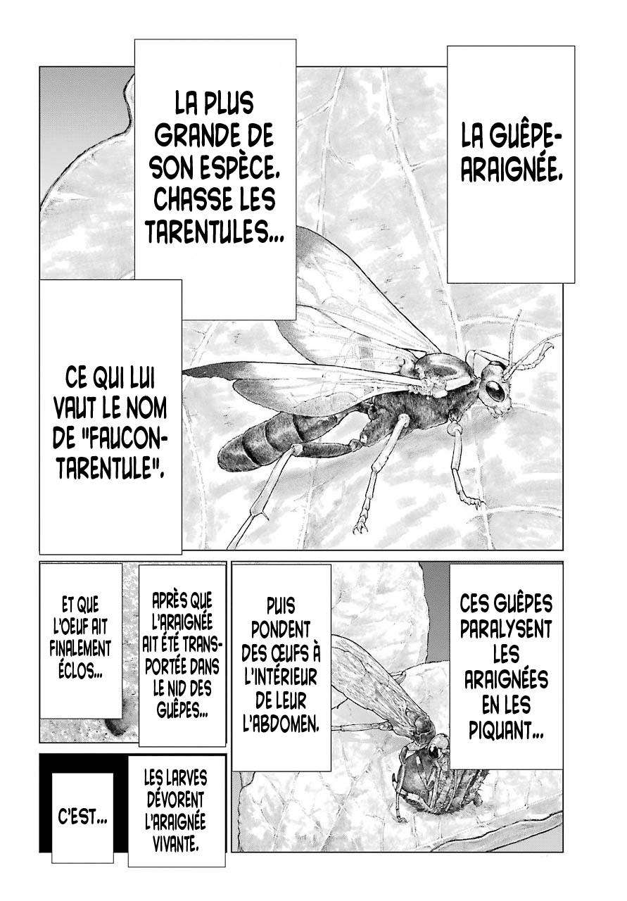  Blattodea - Chapitre 10 - 21